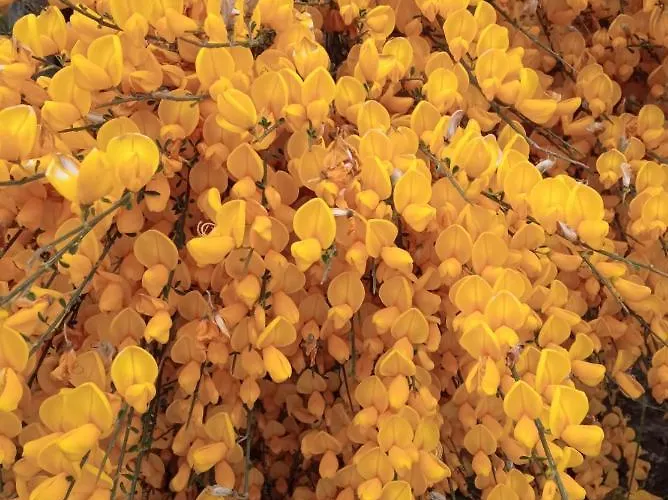 Casa vacanze Casa 5 Cruzes Dentro Da Muralha Sortelha