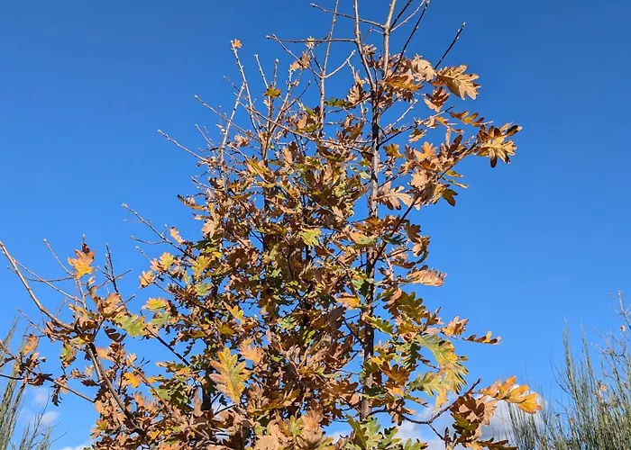 Casa 5 Cruzes Dentro Da Muralha Casa vacanze